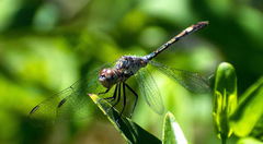 Micrathyria longifasciata