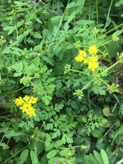 Tauschia texana