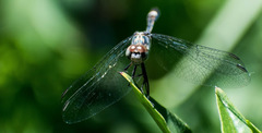 Micrathyria longifasciata