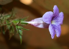 Strobilanthes integrifolius