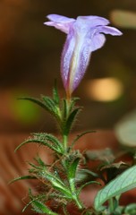 Strobilanthes integrifolius