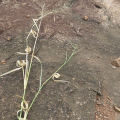 Eragrostis cylindriflora image