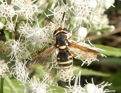 Hoplitimyia constans