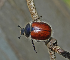 Paracotalpa ursina