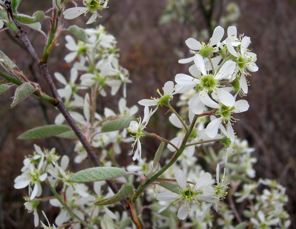 Canadian serviceberry (Trees & Shrubs of Essex County, MA) · iNaturalist