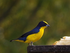Euphonia laniirostris