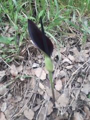 Arum palaestinum