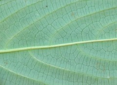 Strobilanthes integrifolius