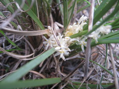 Lomandra effusa