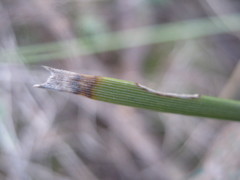 Lomandra effusa