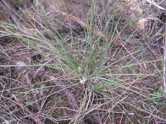 Lomandra effusa