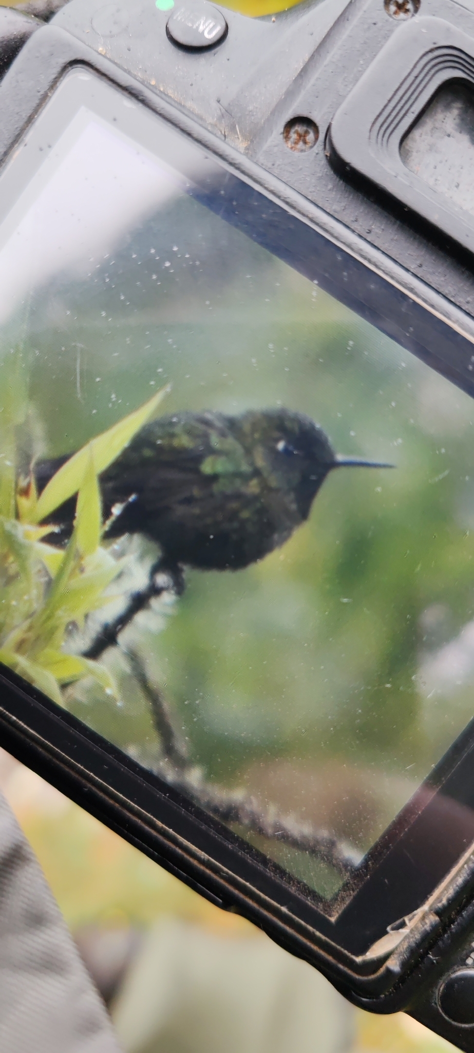 Tyrian Metaltail (Metallura tyrianthina), photo 7