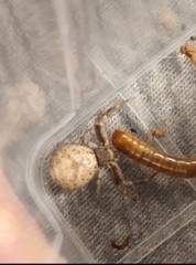 Xysticus