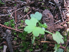 Hydrocotyle foveolata