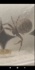 Xysticus