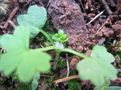 Hydrocotyle foveolata