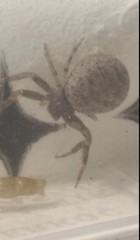 Xysticus