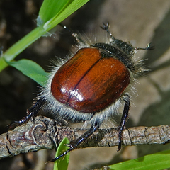 Paracotalpa ursina