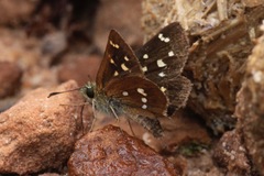 Piruna polingii