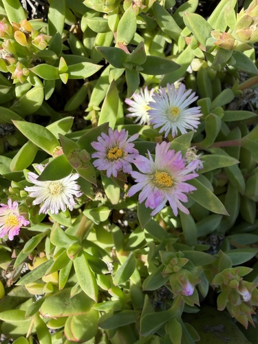 Delosperma patersoniae, photograph 4