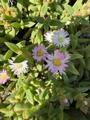 Delosperma patersoniae, photograph (c) Haneef Tayob, some rights reserved (CC BY)