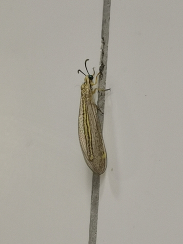 Myrmecaelurus laetus