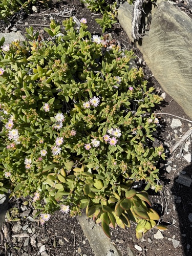 Delosperma patersoniae, photograph 5