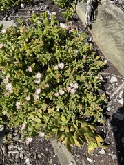 Delosperma patersoniae, photograph (c) Haneef Tayob, some rights reserved (CC BY)