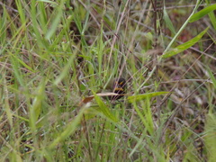 Tiaris olivaceus
