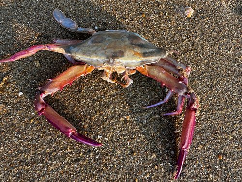 sentinel crab