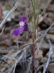 Collinsia sparsiflora collina