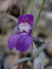 Collinsia sparsiflora collina