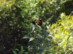 Ramphocelus flammigerus