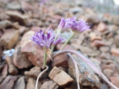 Allium sharsmithiae