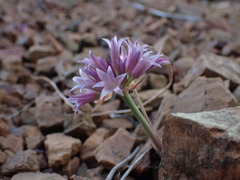 Allium sharsmithiae