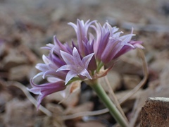 Allium sharsmithiae