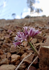Allium sharsmithiae