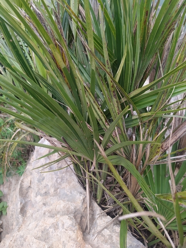 Chamaerops humilis humilis