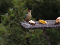 Melanerpes rubricapillus