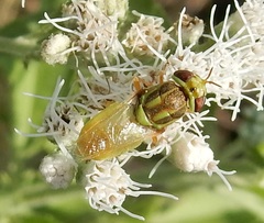 Hedriodiscus trivittatus