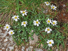 Leucanthemum halleri