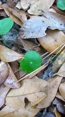 Hydrocotyle umbellata