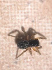 Euophrys