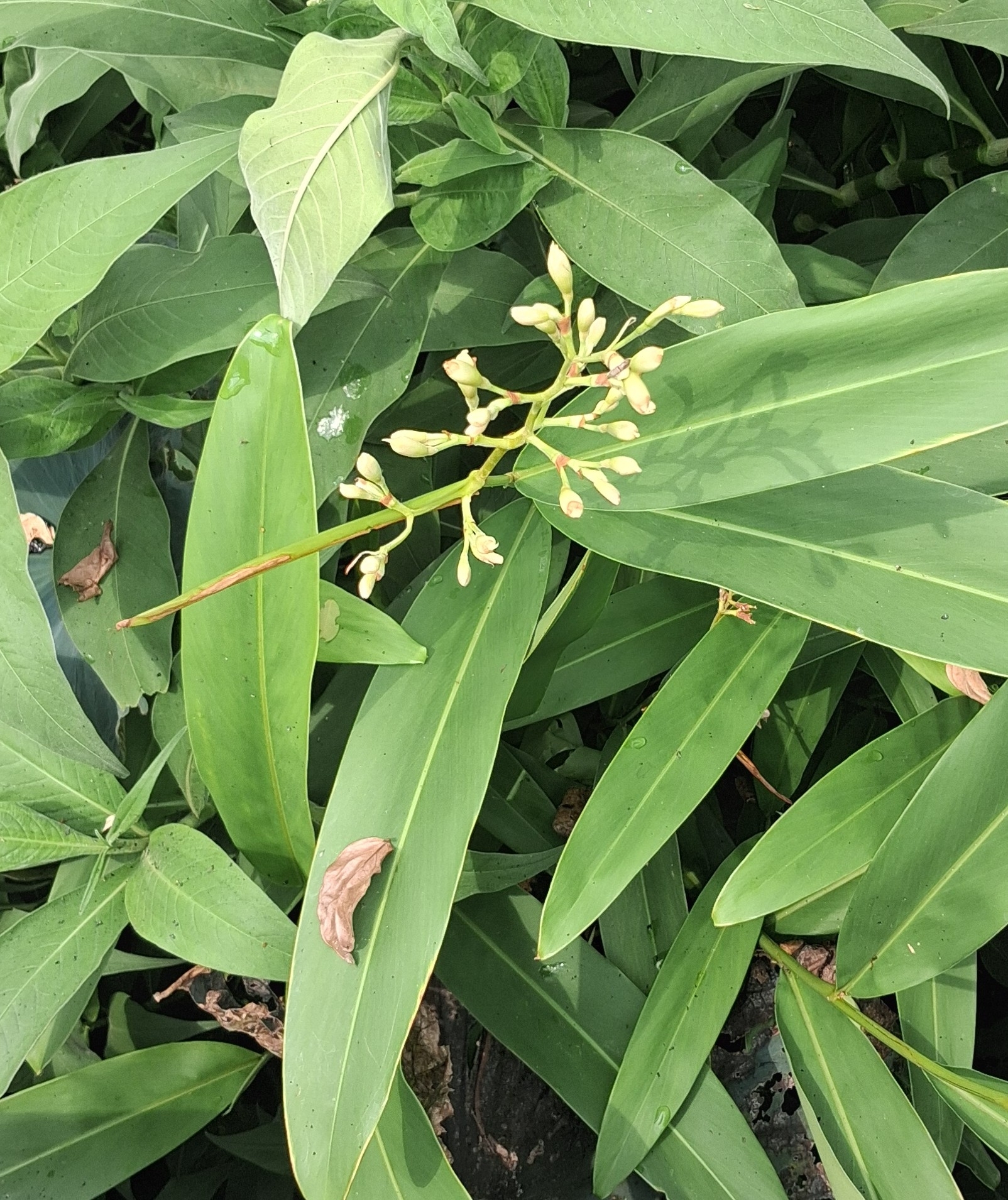 Alpinia nigra (Gaertn.) Burtt