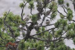 Curruca curruca curruca