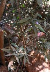 Strobilanthes integrifolius