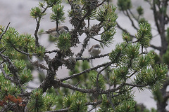 Curruca curruca curruca