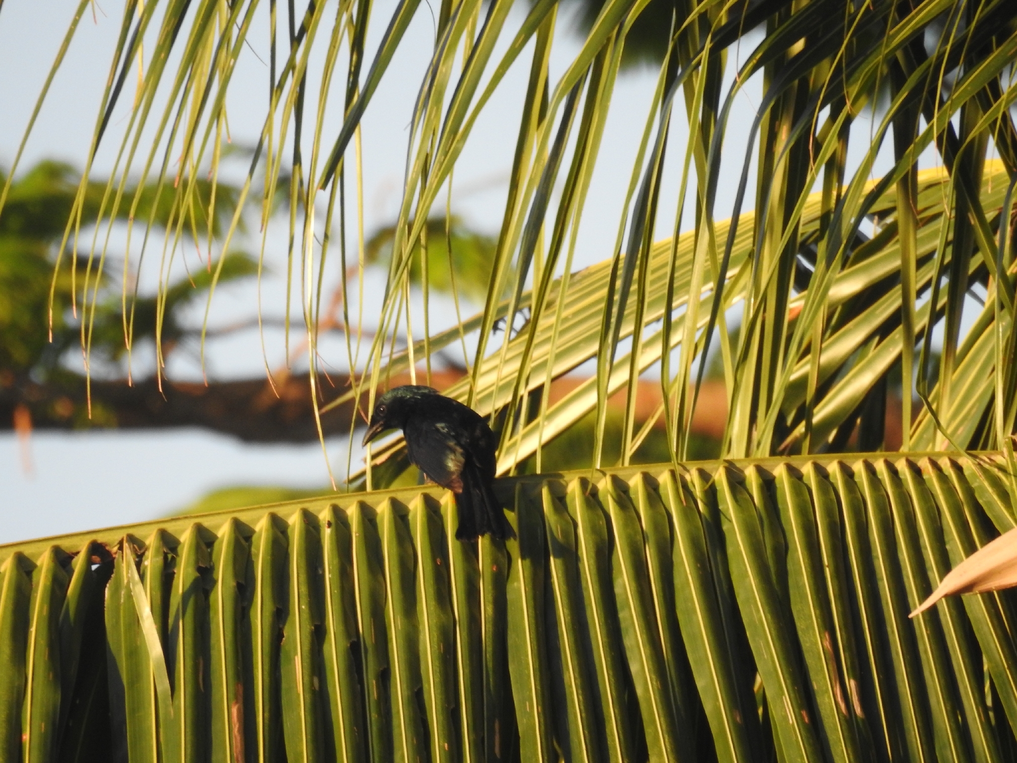 Balicassiao (Dicrurus balicassius), photo 3