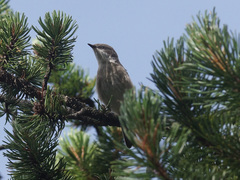 Curruca curruca curruca