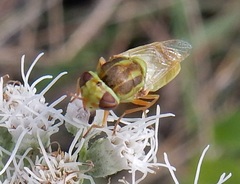 Hedriodiscus trivittatus